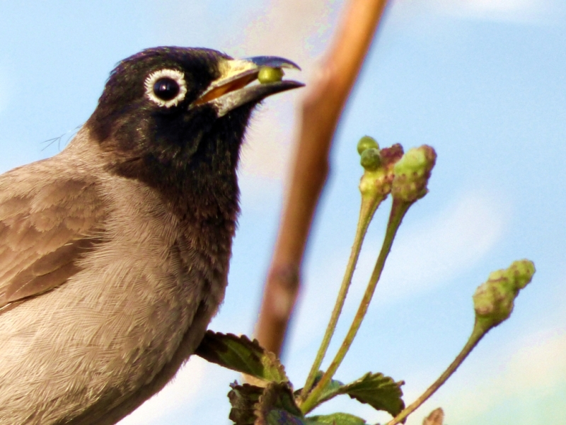 Arapbülbülü » White-spectacled Bulbul » Pycnonotus xanthopygos