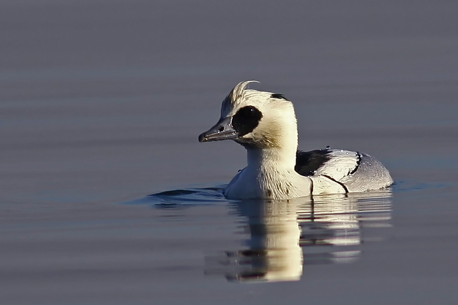 Sütlabi » Smew » Mergellus albellus