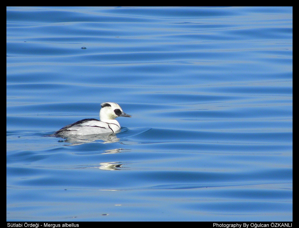 Sütlabi » Smew » Mergellus albellus