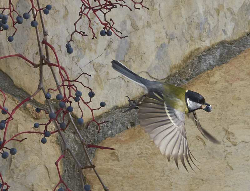 Büyük baştankara » Great Tit » Parus major