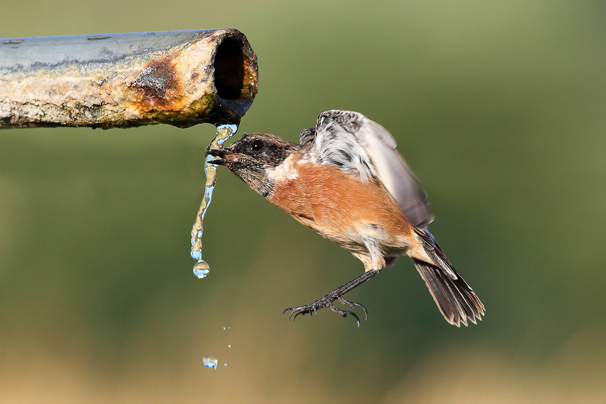 Taşkuşu » European Stonechat » Saxicola rubicola