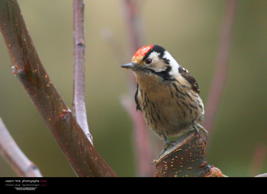 Küçük ağaçkakan » Lesser Spotted Woodpecker » Dryobates minor