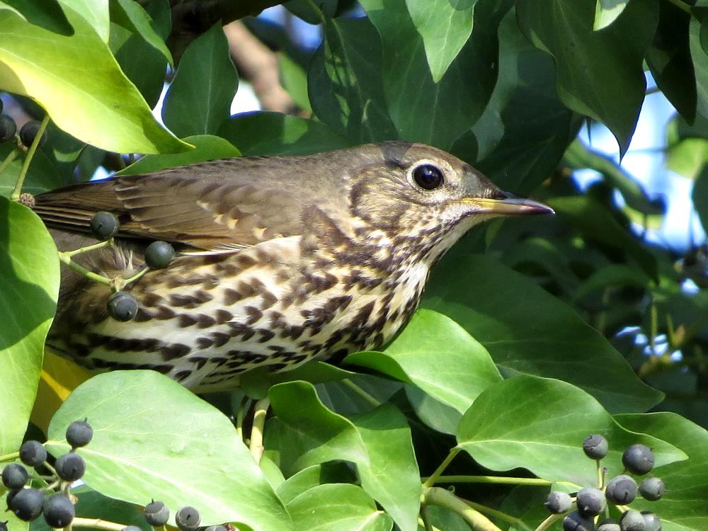 Öter ardıç » Song Thrush » Turdus philomelos