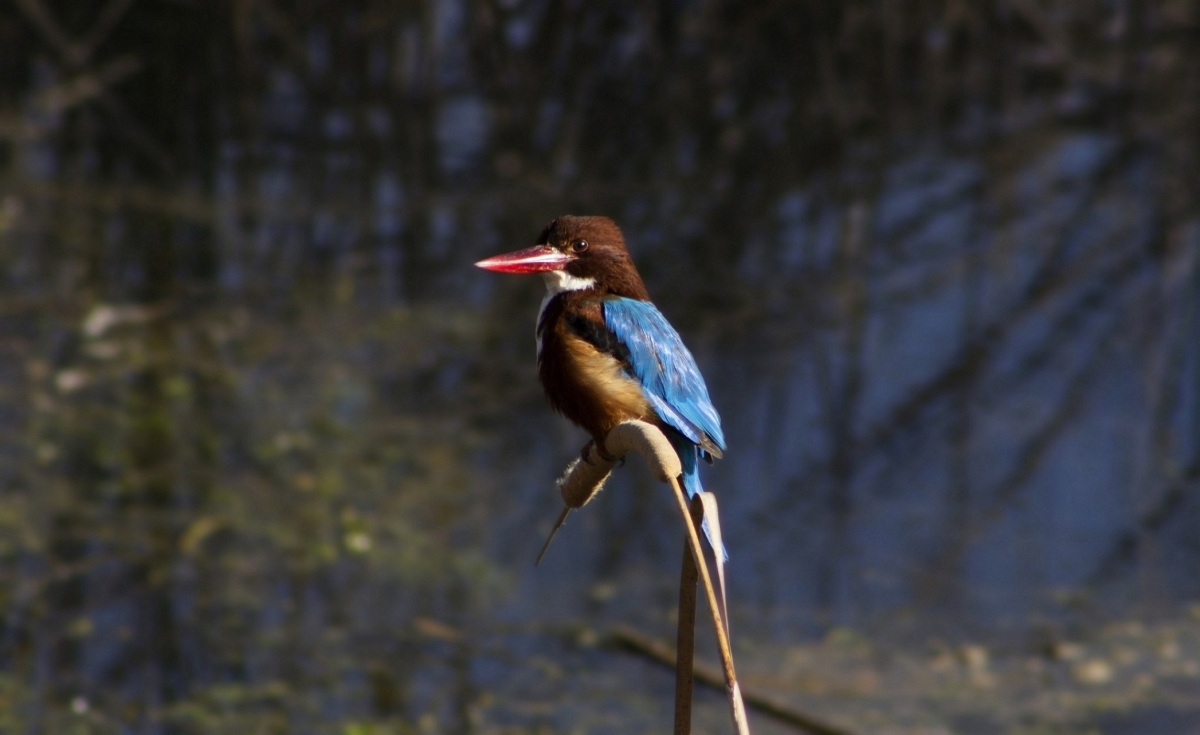 İzmir yalıçapkını » White-throated Kingfisher » Halcyon smyrnensis