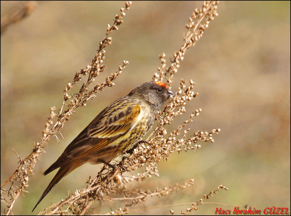 Kara iskete » Red-fronted Serin » Serinus pusillus