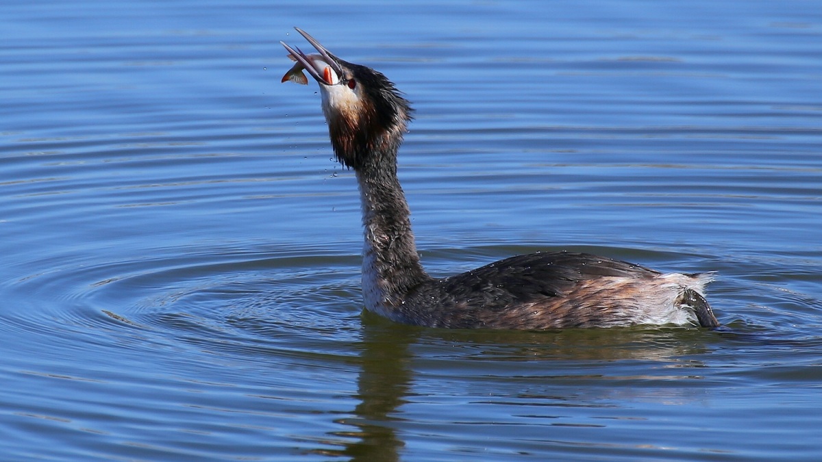 Bahri » Great Crested Grebe » Podiceps cristatus