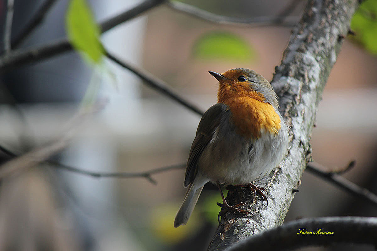 Kızılgerdan » European Robin » Erithacus rubecula
