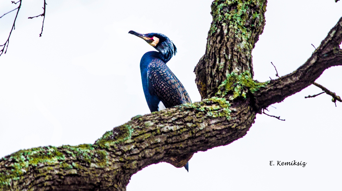 Karabatak » Great Cormorant » Phalacrocorax carbo