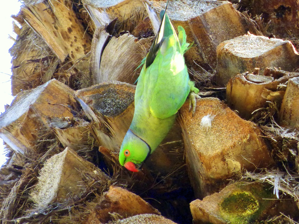 Yeşil papağan » Rose-ringed Parakeet » Psittacula krameri