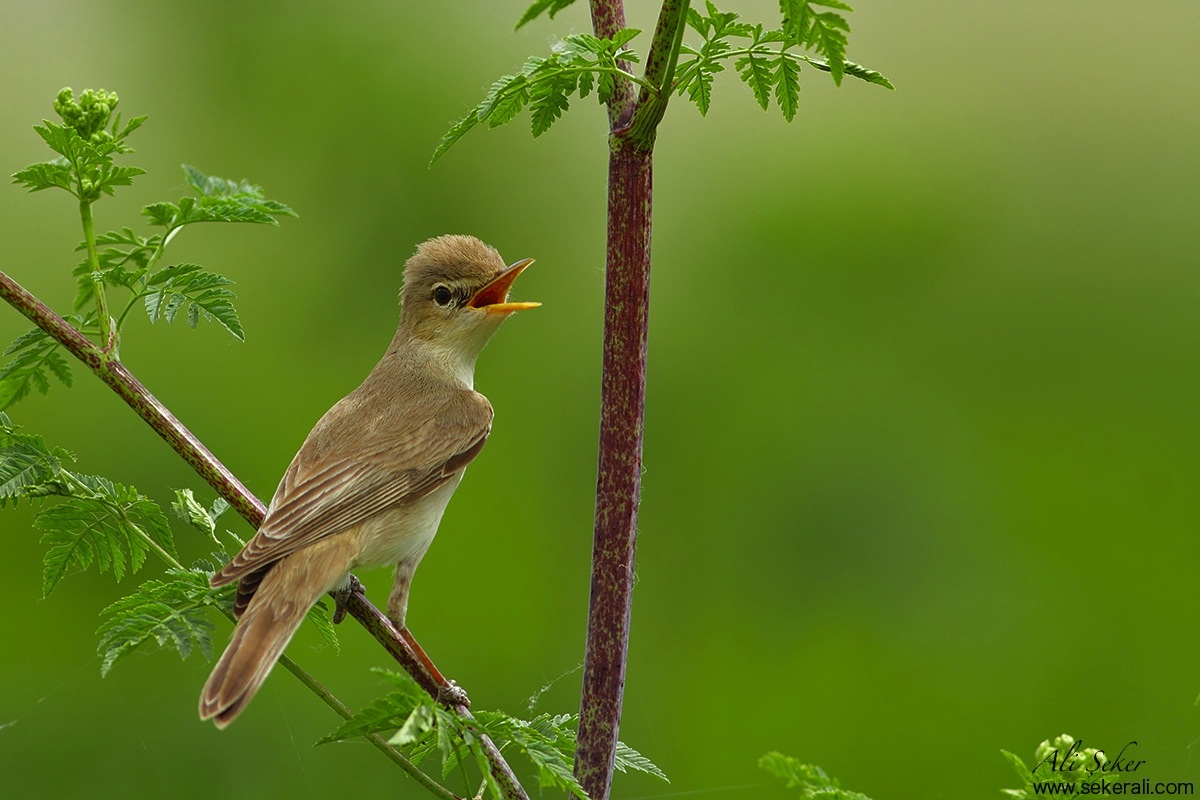 Ak mukallit » Eastern Olivaceous Warbler » Iduna pallida