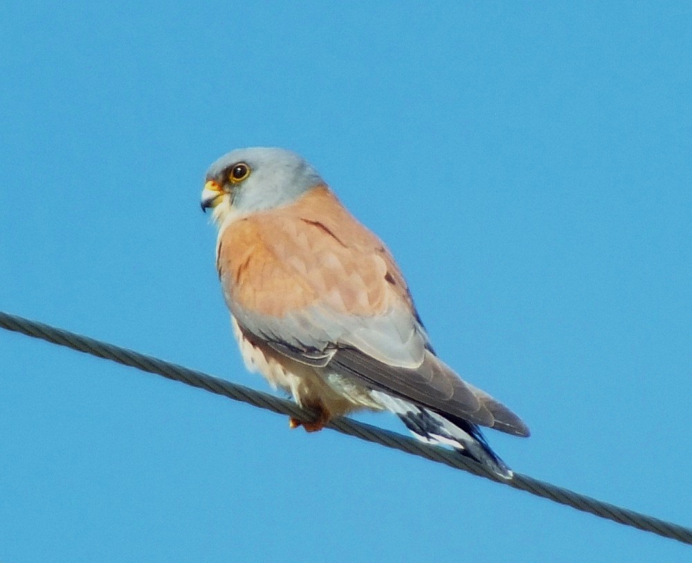 Küçük Kerkenez » Lesser Kestrel » Falco naumanni