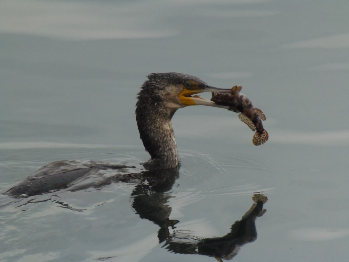 Karabatak » Great Cormorant » Phalacrocorax carbo