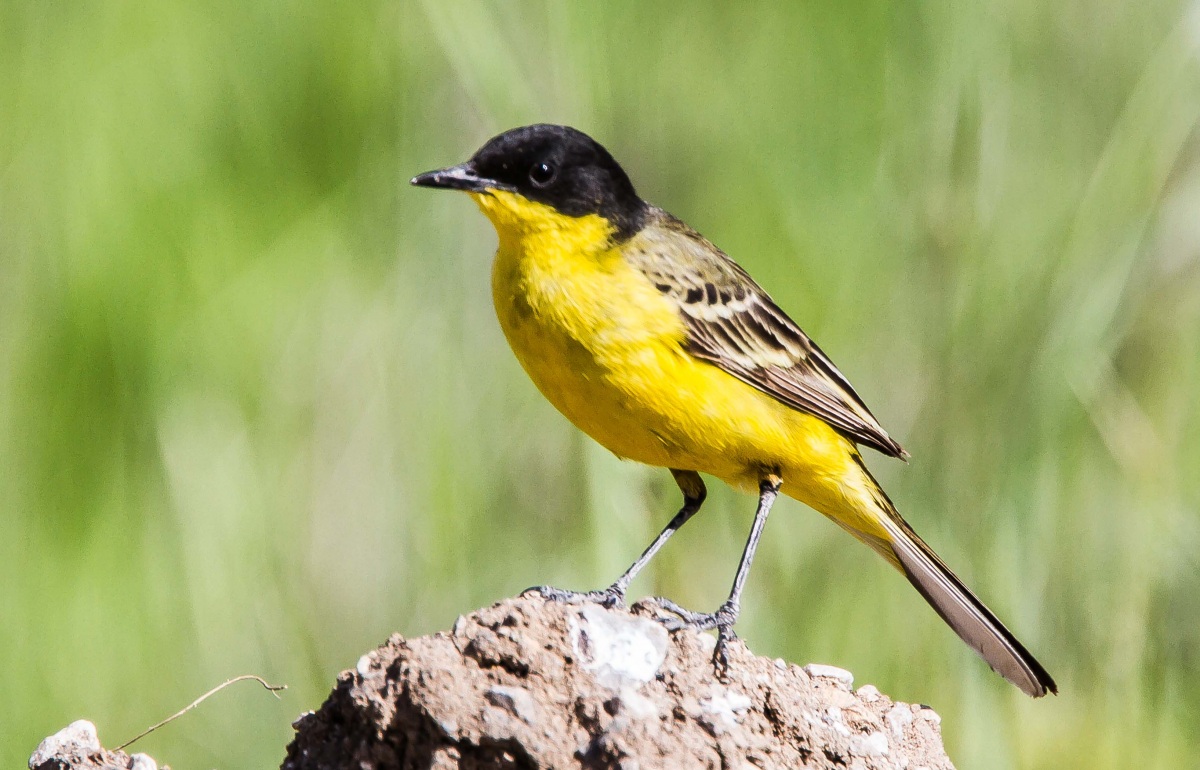 Sarı kuyruksallayan » Western Yellow Wagtail » Motacilla flava