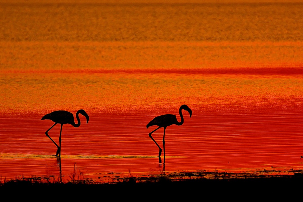 Flamingo » Greater Flamingo » Phoenicopterus roseus