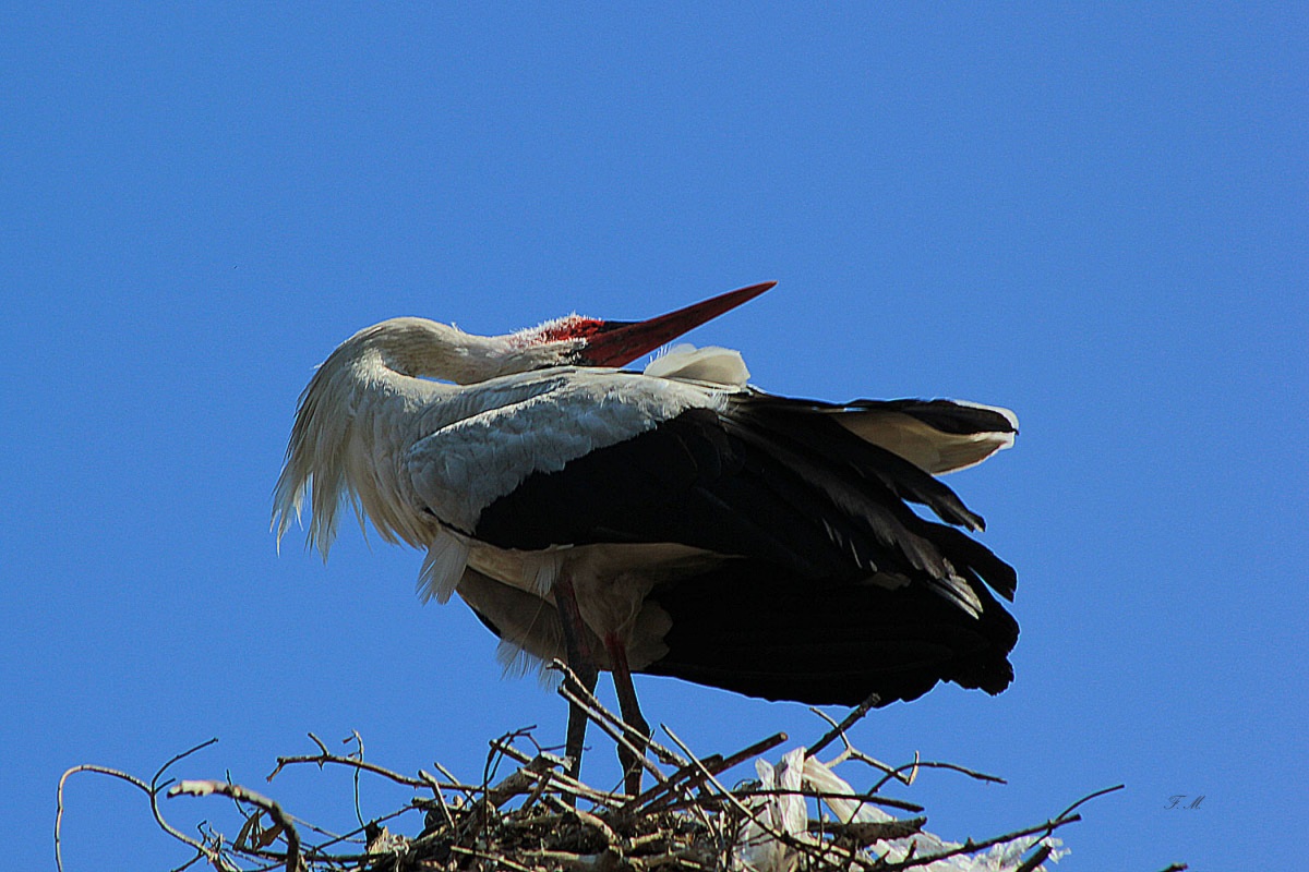 Leylek » White Stork » Ciconia ciconia