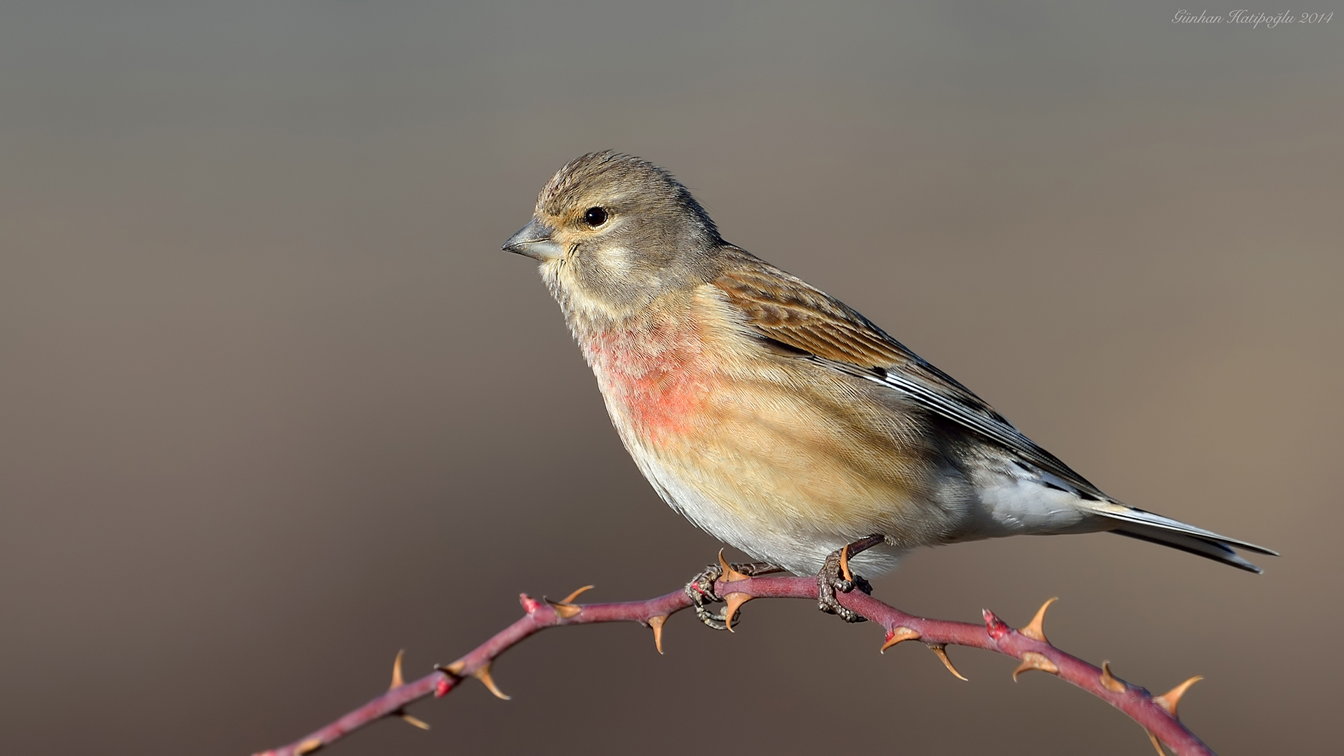 Ketenkuşu » Common Linnet » Linaria cannabina