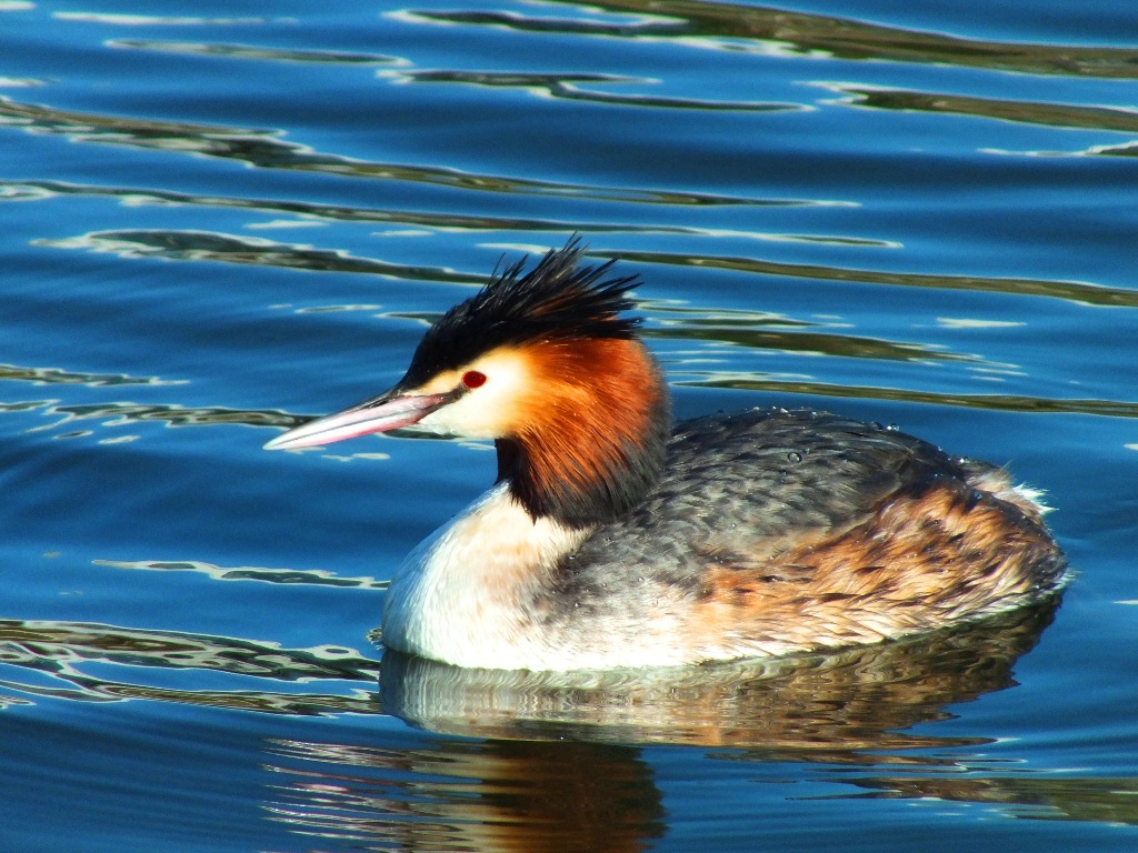 Bahri » Great Crested Grebe » Podiceps cristatus