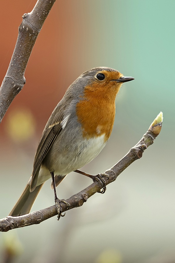 Kızılgerdan » European Robin » Erithacus rubecula