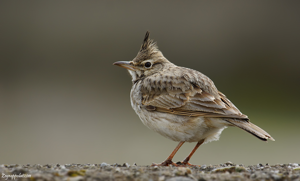 Tepeli toygar » Crested Lark » Galerida cristata