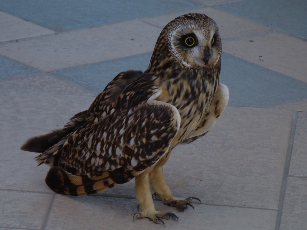 Kır baykuşu » Short-eared Owl » Asio flammeus