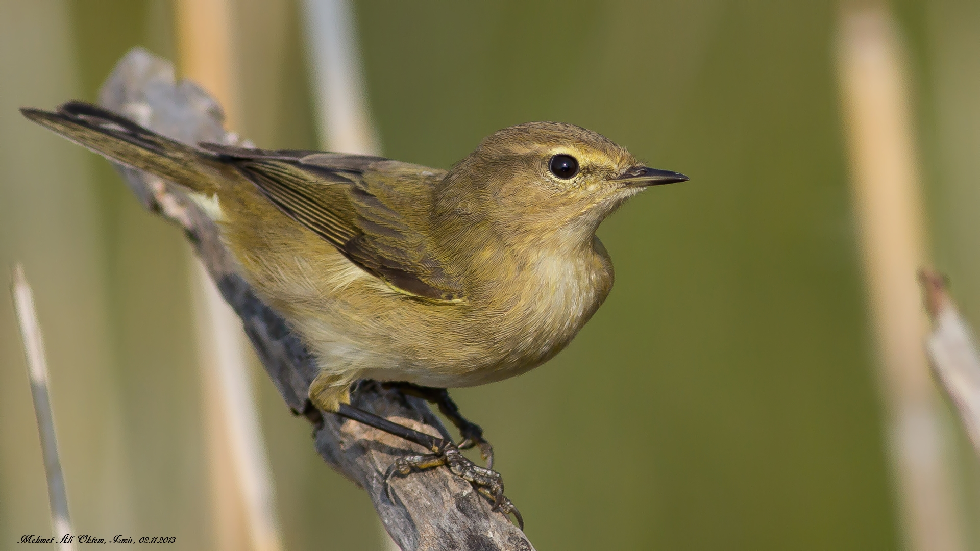 Çıvgın » Common Chiffchaff » Phylloscopus collybita