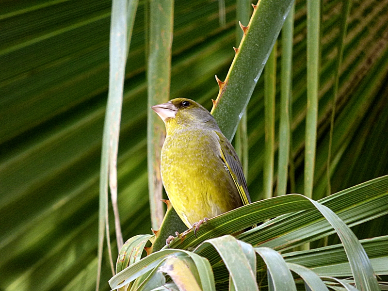 Florya » European Greenfinch » Chloris chloris