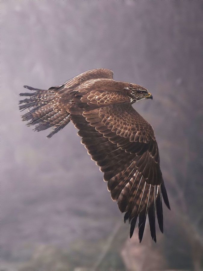 Şahin » Common Buzzard » Buteo buteo