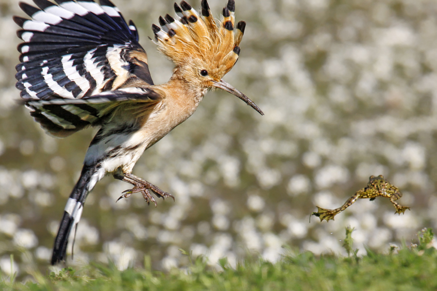İbibik » Eurasian Hoopoe » Upupa epops