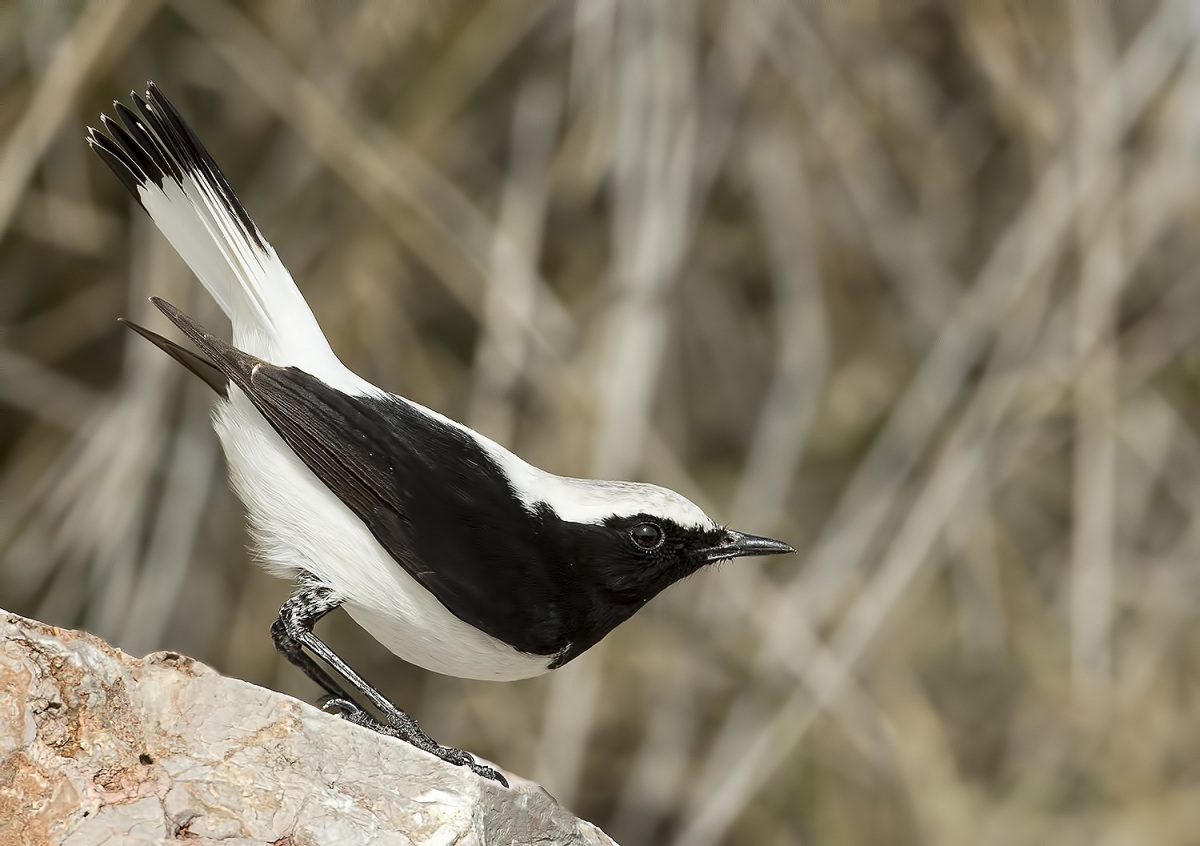 Aksırtlı kuyrukkakan » Finsch`s Wheatear » Oenanthe finschii