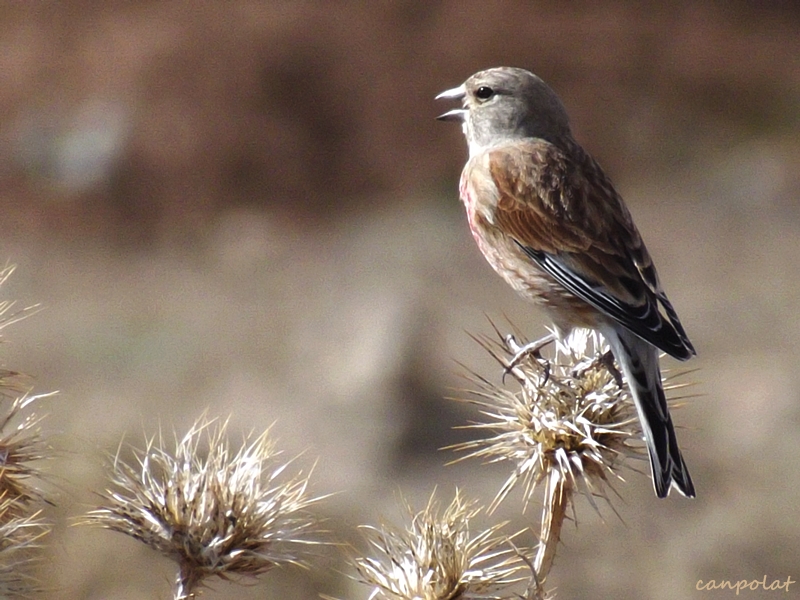 Ketenkuşu » Common Linnet » Linaria cannabina