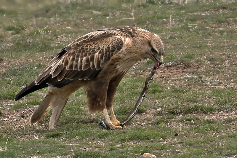 Kızıl şahin » Long-legged Buzzard » Buteo rufinus