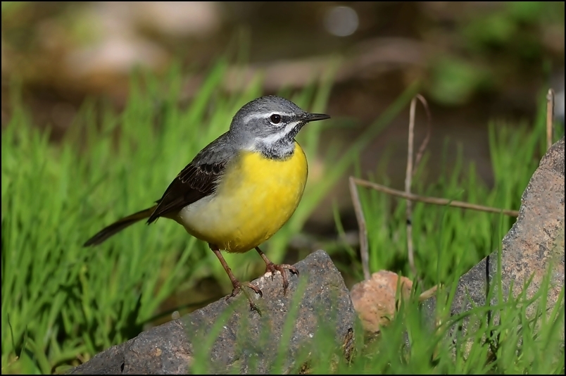 Dağ kuyruksallayanı » Grey Wagtail » Motacilla cinerea