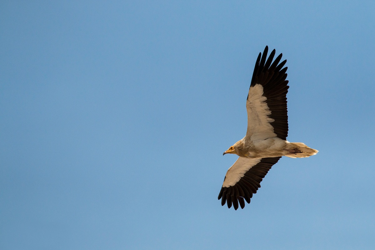 Küçük akbaba » Egyptian Vulture » Neophron percnopterus