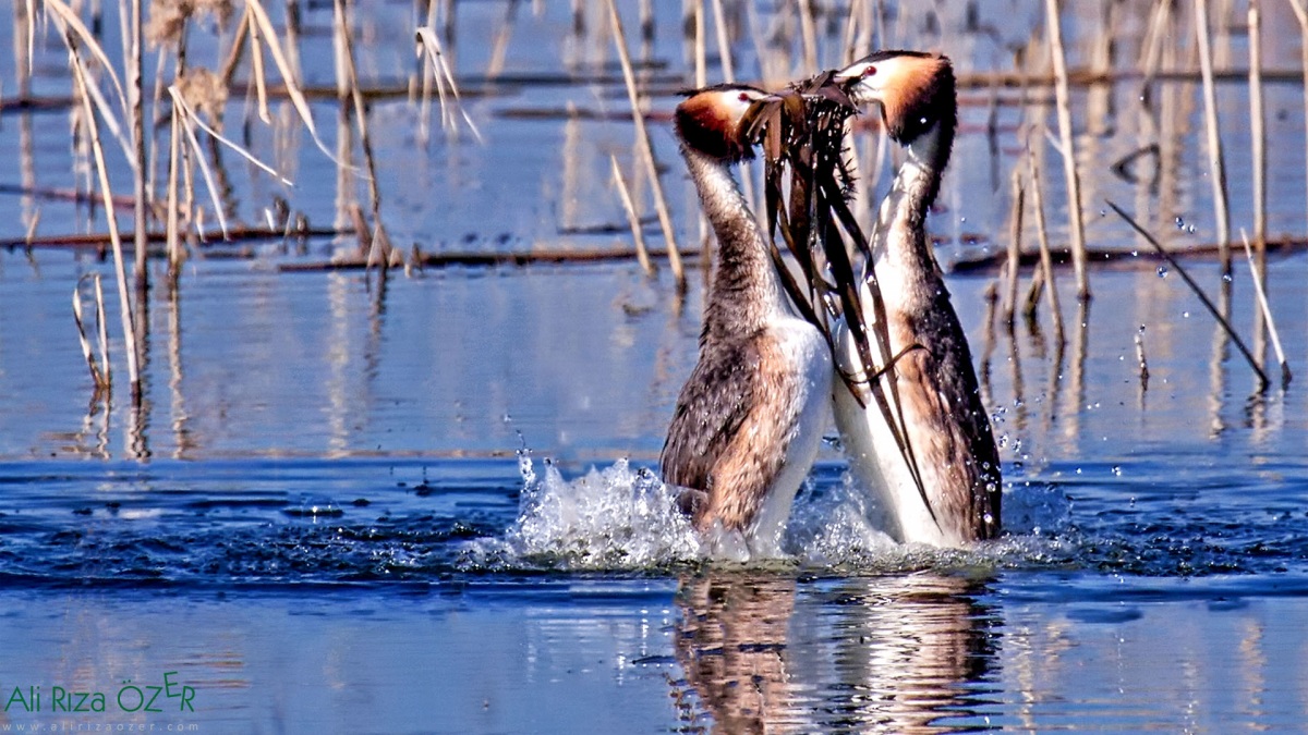 Bahri » Great Crested Grebe » Podiceps cristatus