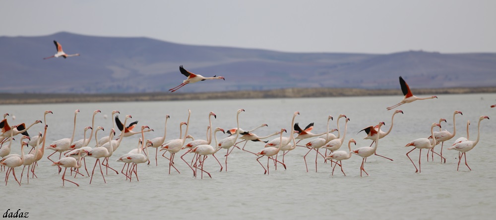 Flamingo » Greater Flamingo » Phoenicopterus roseus