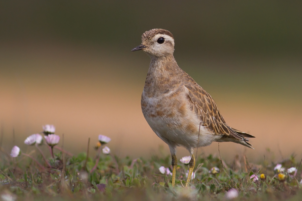 Dağ cılıbıtı » Eurasian Dotterel » Eudromias morinellus 