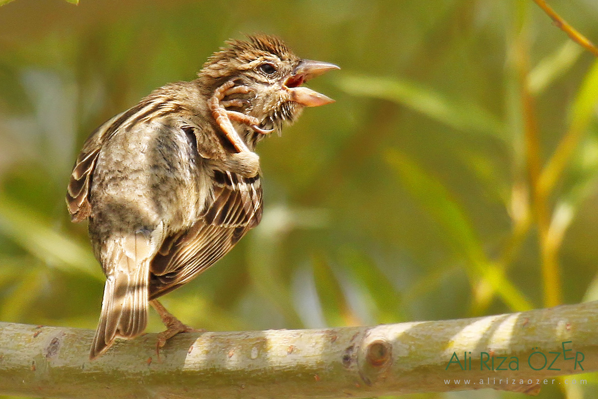 Serçe » House Sparrow » Passer domesticus