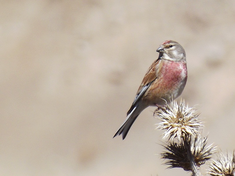 Ketenkuşu » Common Linnet » Linaria cannabina