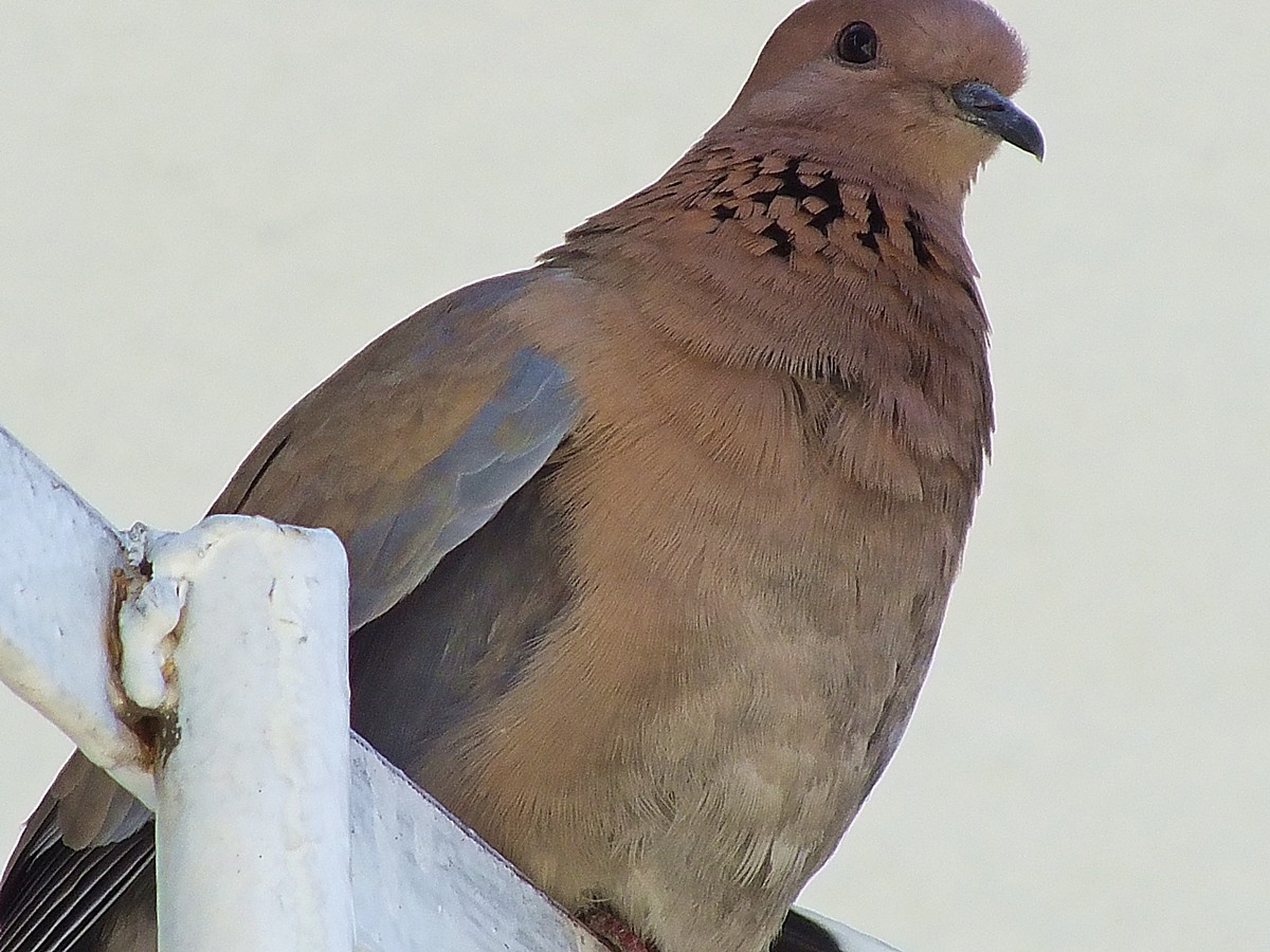 Küçük kumru » Laughing Dove » Spilopelia senegalensis
