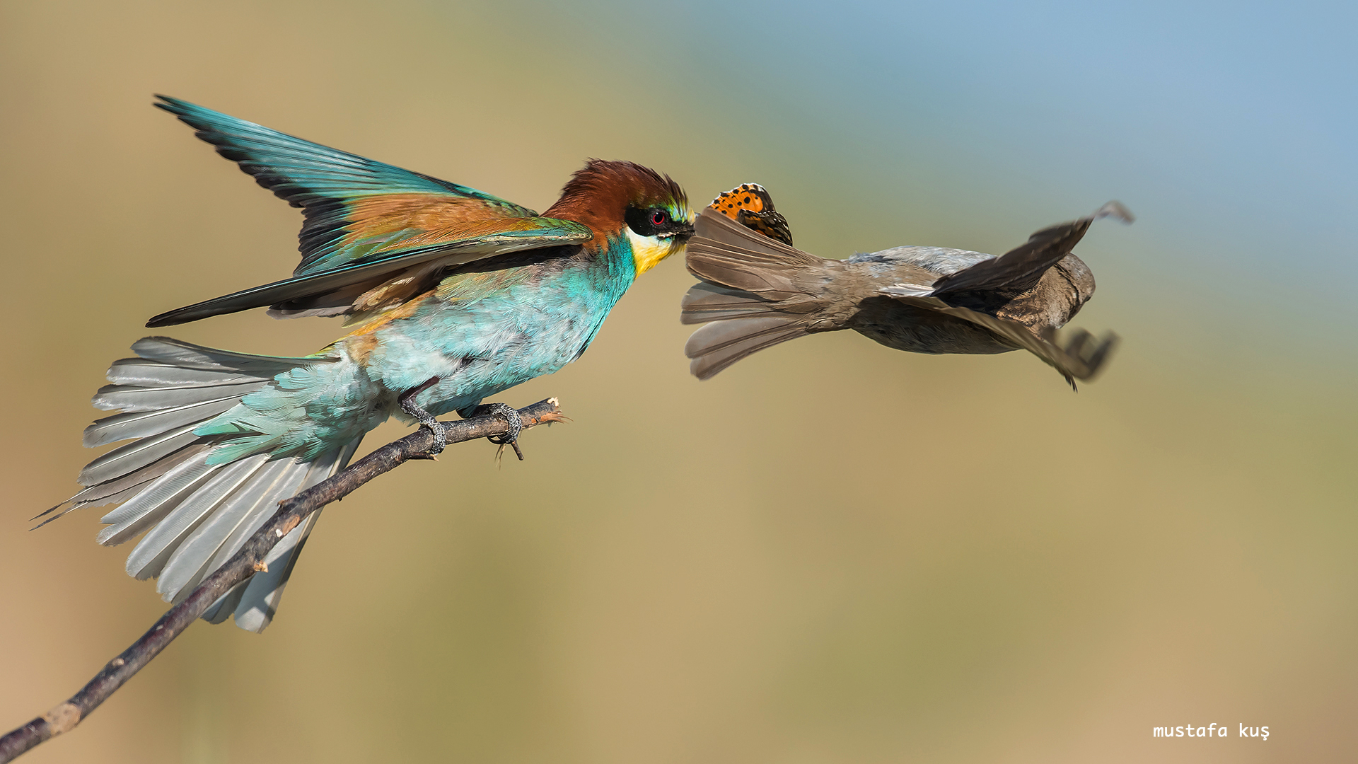 Arıkuşu » European Bee-eater » Merops apiaster