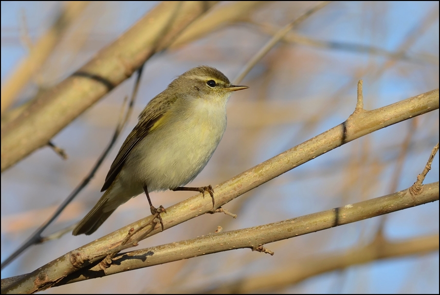 Çıvgın » Common Chiffchaff » Phylloscopus collybita