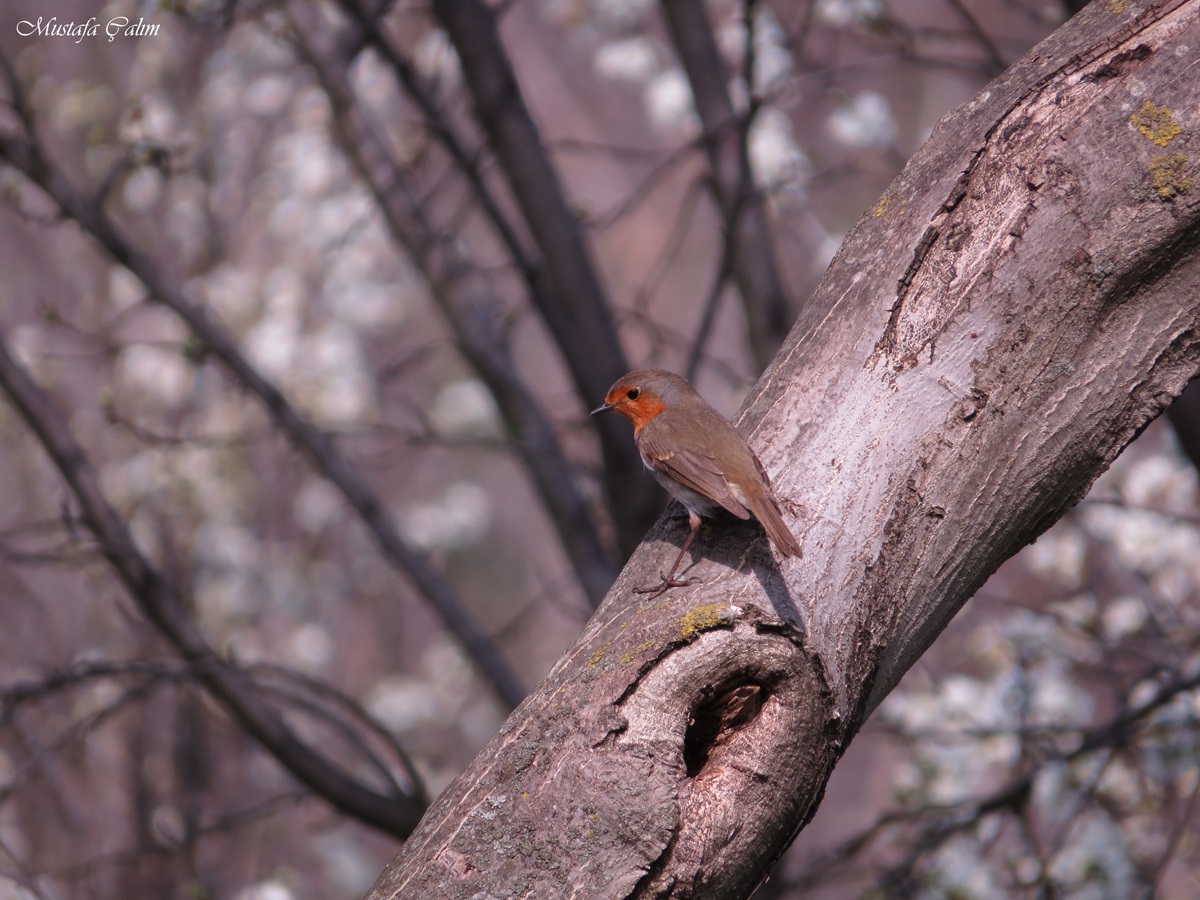 Kızılgerdan » European Robin » Erithacus rubecula