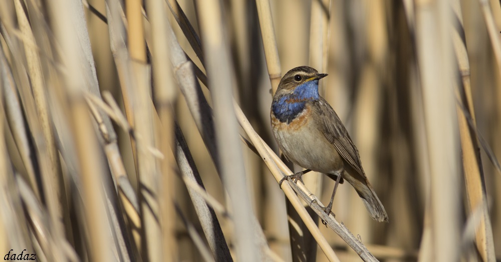 Mavigerdan » Bluethroat » Luscinia svecica