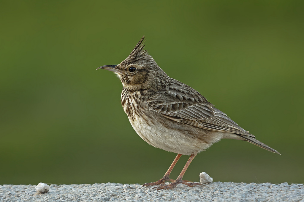 Tepeli toygar » Crested Lark » Galerida cristata