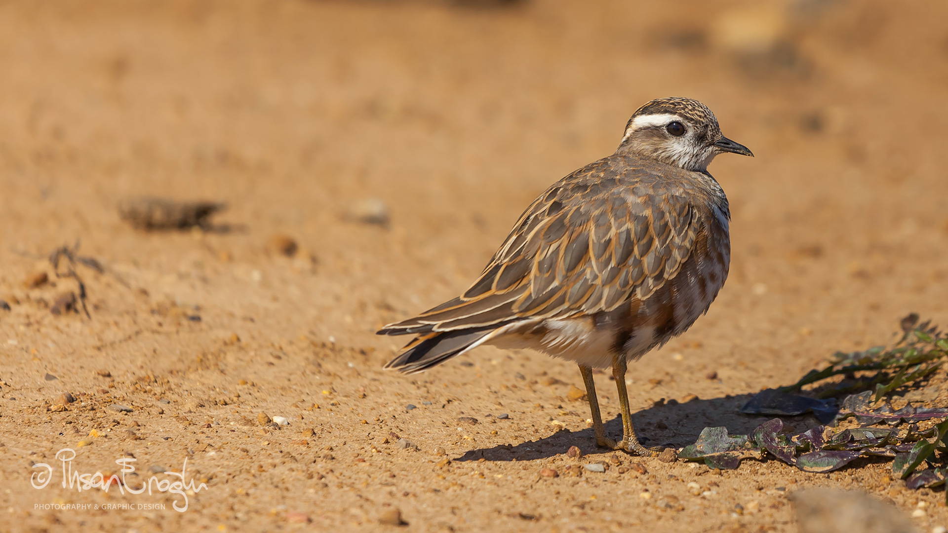 Dağ cılıbıtı » Eurasian Dotterel » Eudromias morinellus 