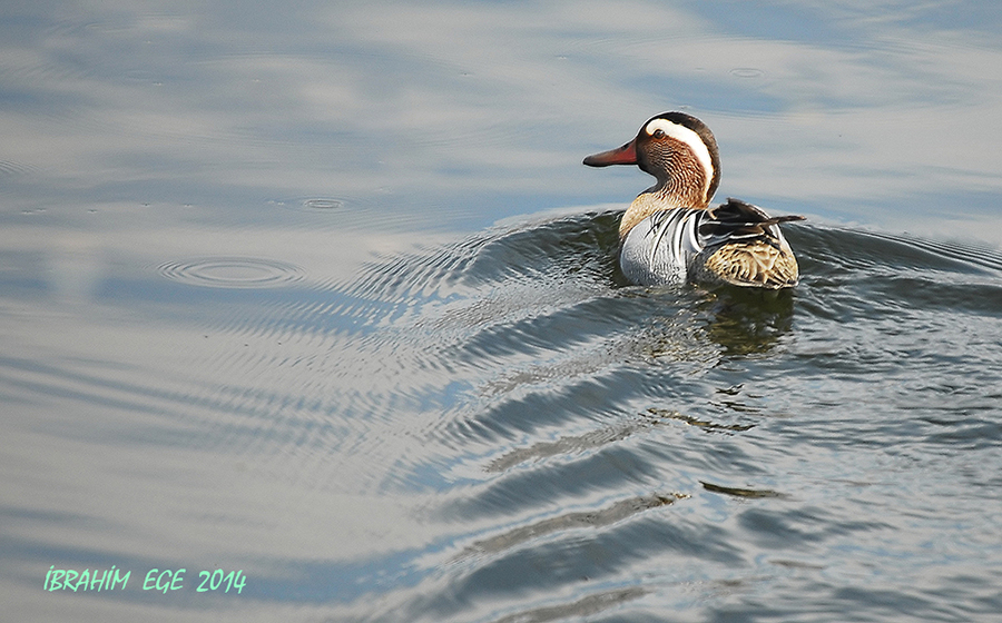 Çıkrıkçın » Garganey » Spatula querquedula
