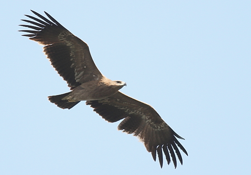Bozkır kartalı » Steppe Eagle » Aquila nipalensis