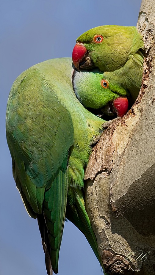 Yeşil papağan » Rose-ringed Parakeet » Psittacula krameri
