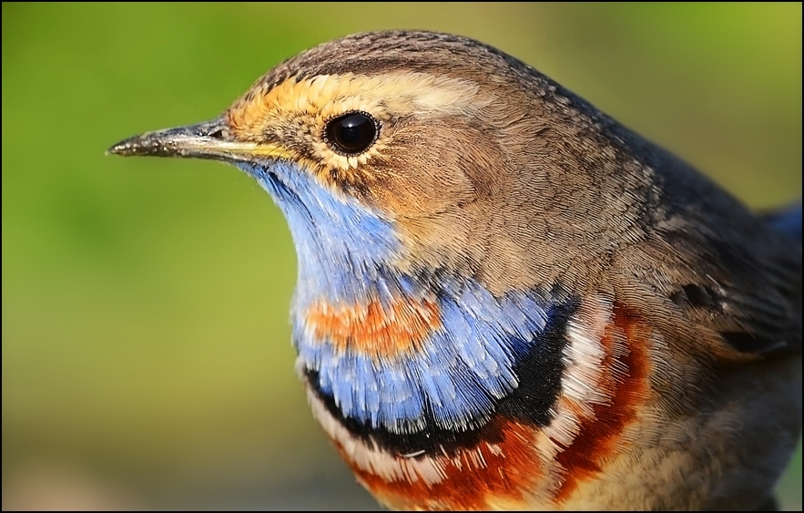 Mavigerdan » Bluethroat » Luscinia svecica