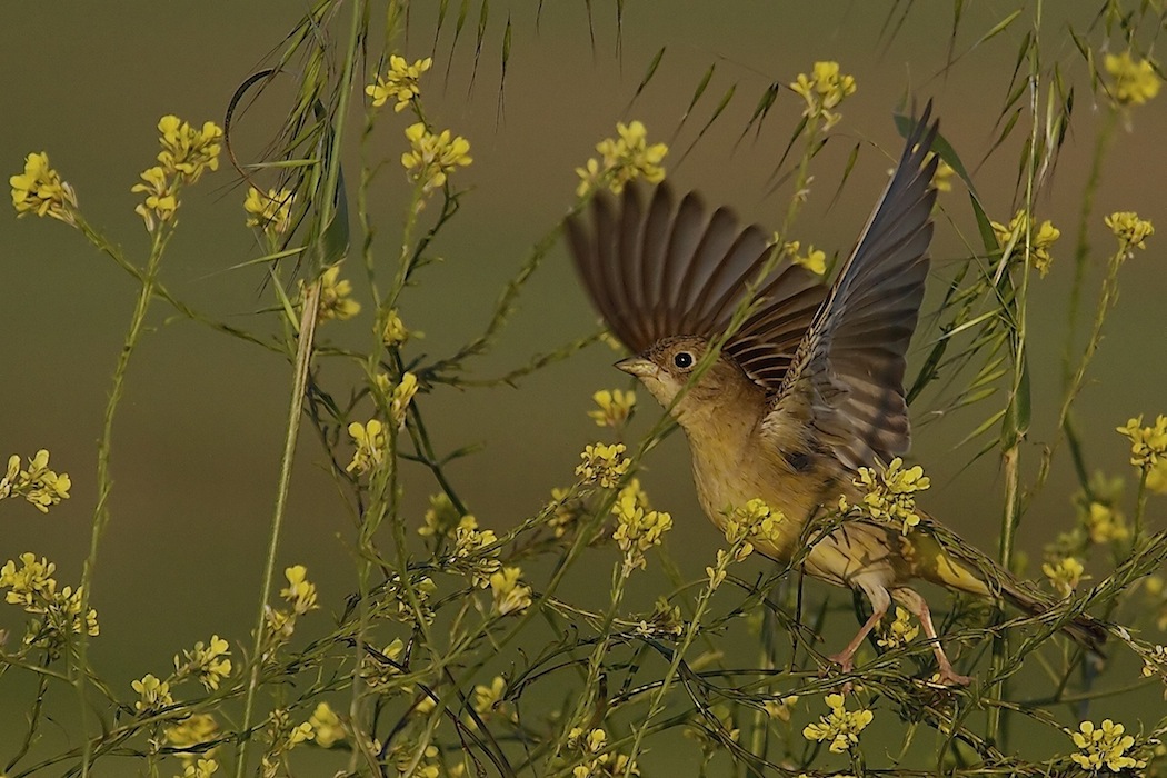 Karabaşlı kirazkuşu » Black-headed Bunting » Emberiza melanocephala